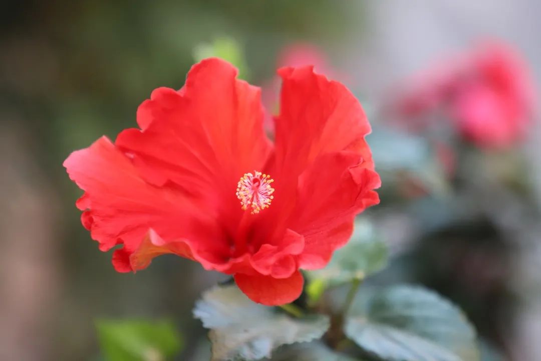 花(huā)城控股集團 花(huā)城控股集團