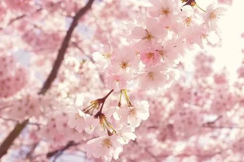 花(huā)城控股集團