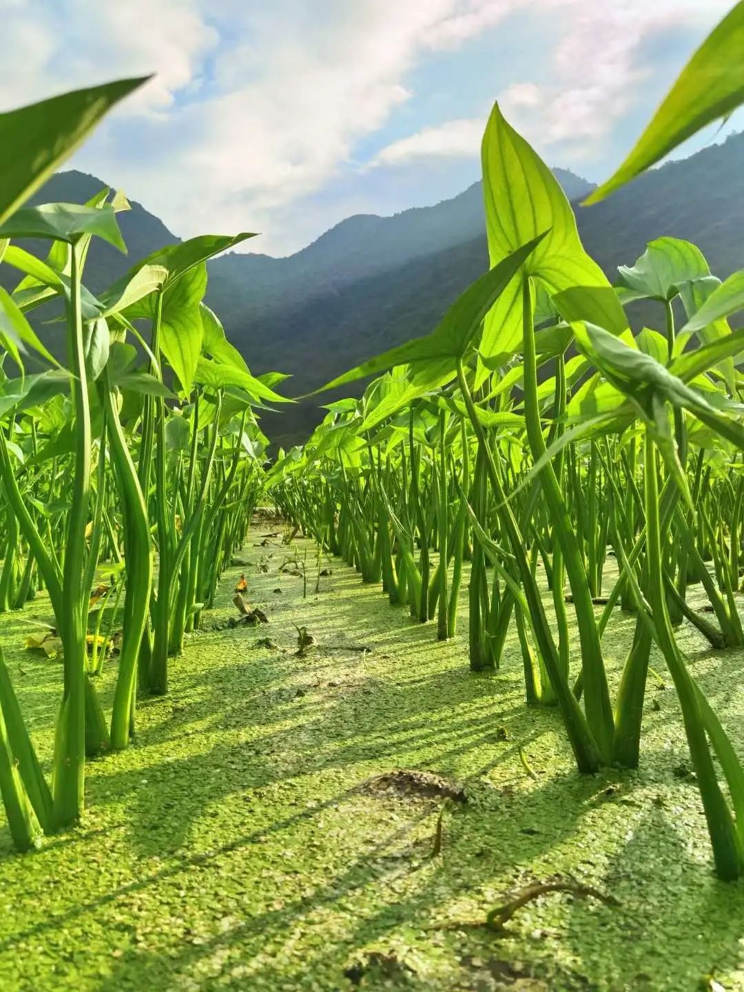 花(huā)城控股集團