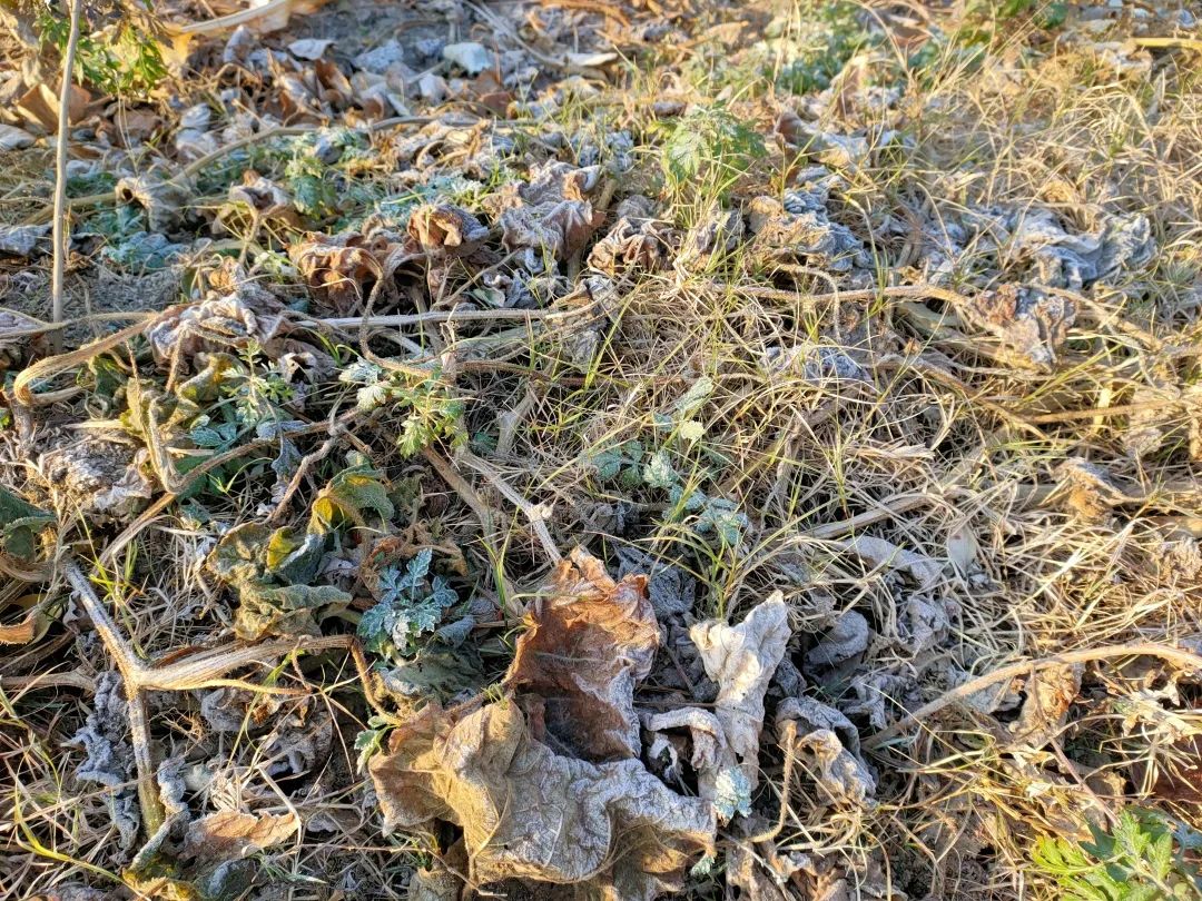 花(huā)城控股集團