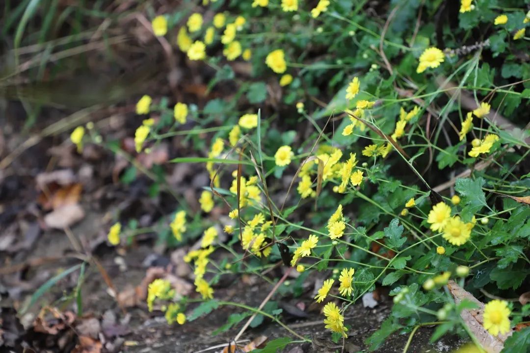 花(huā)城控股集團