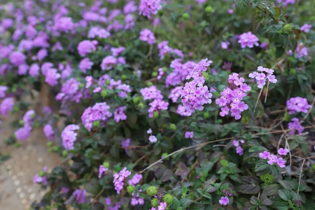 花(huā)城控股集團