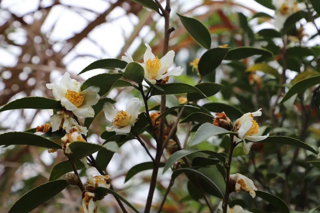 花(huā)城控股集團