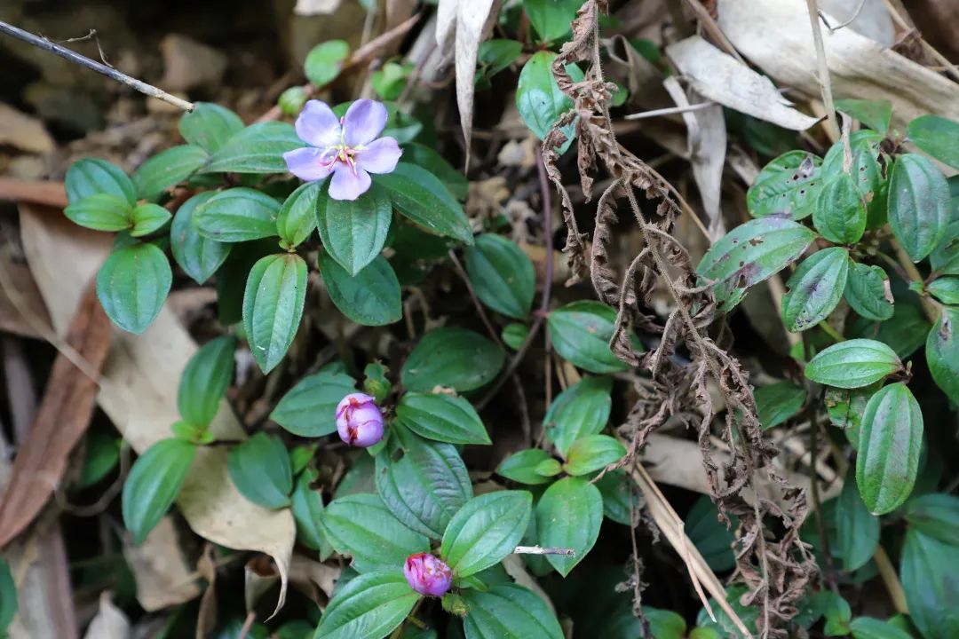 花(huā)城控股集團