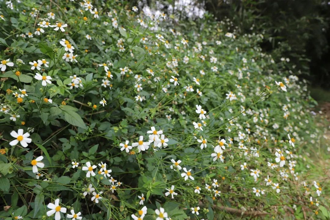 花(huā)城控股集團