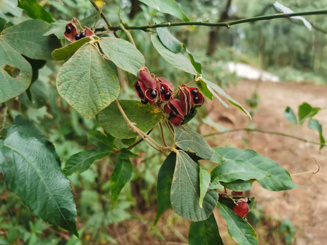 花(huā)城控股集團