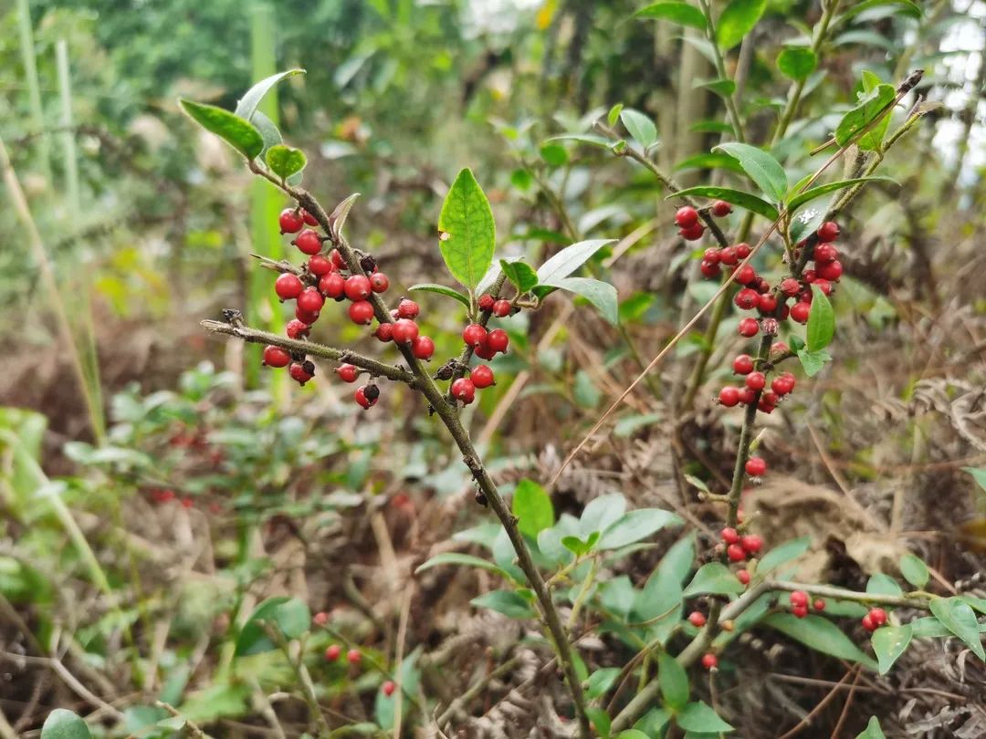花(huā)城控股集團