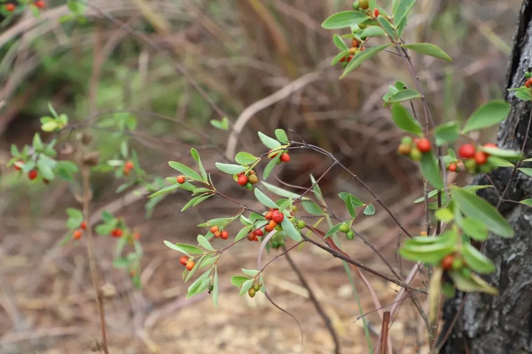 花(huā)城控股集團