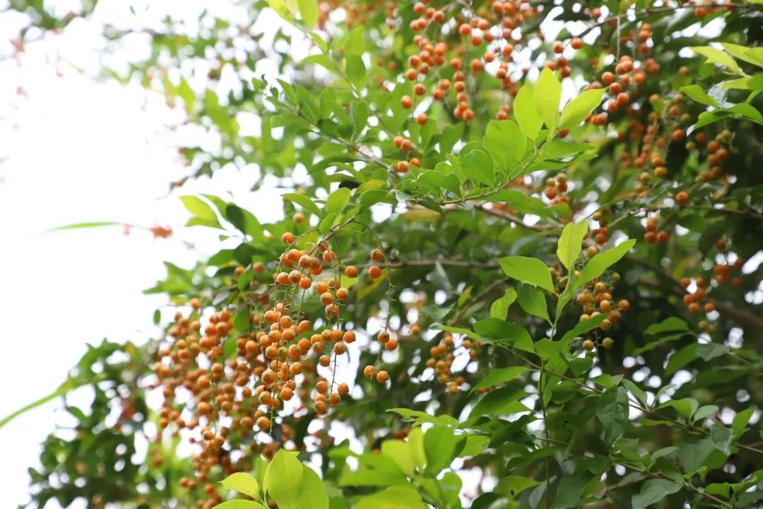 花(huā)城控股集團