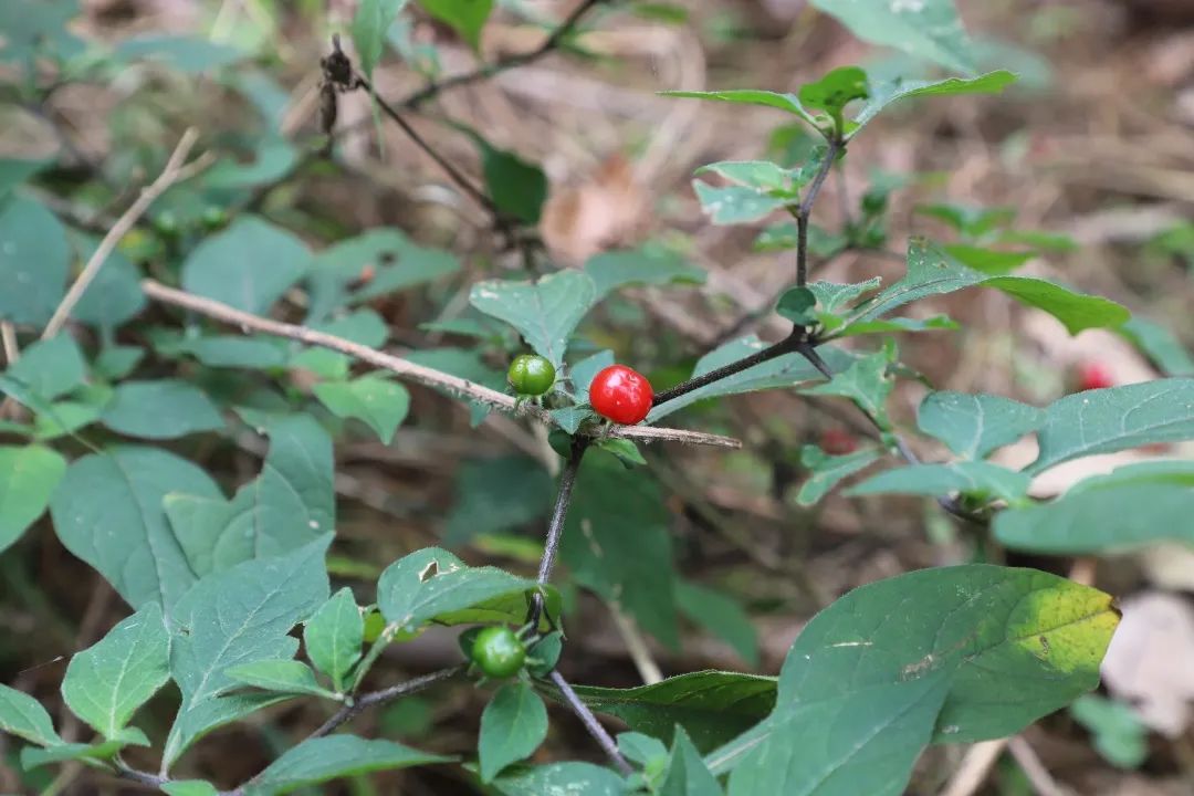 花(huā)城控股集團