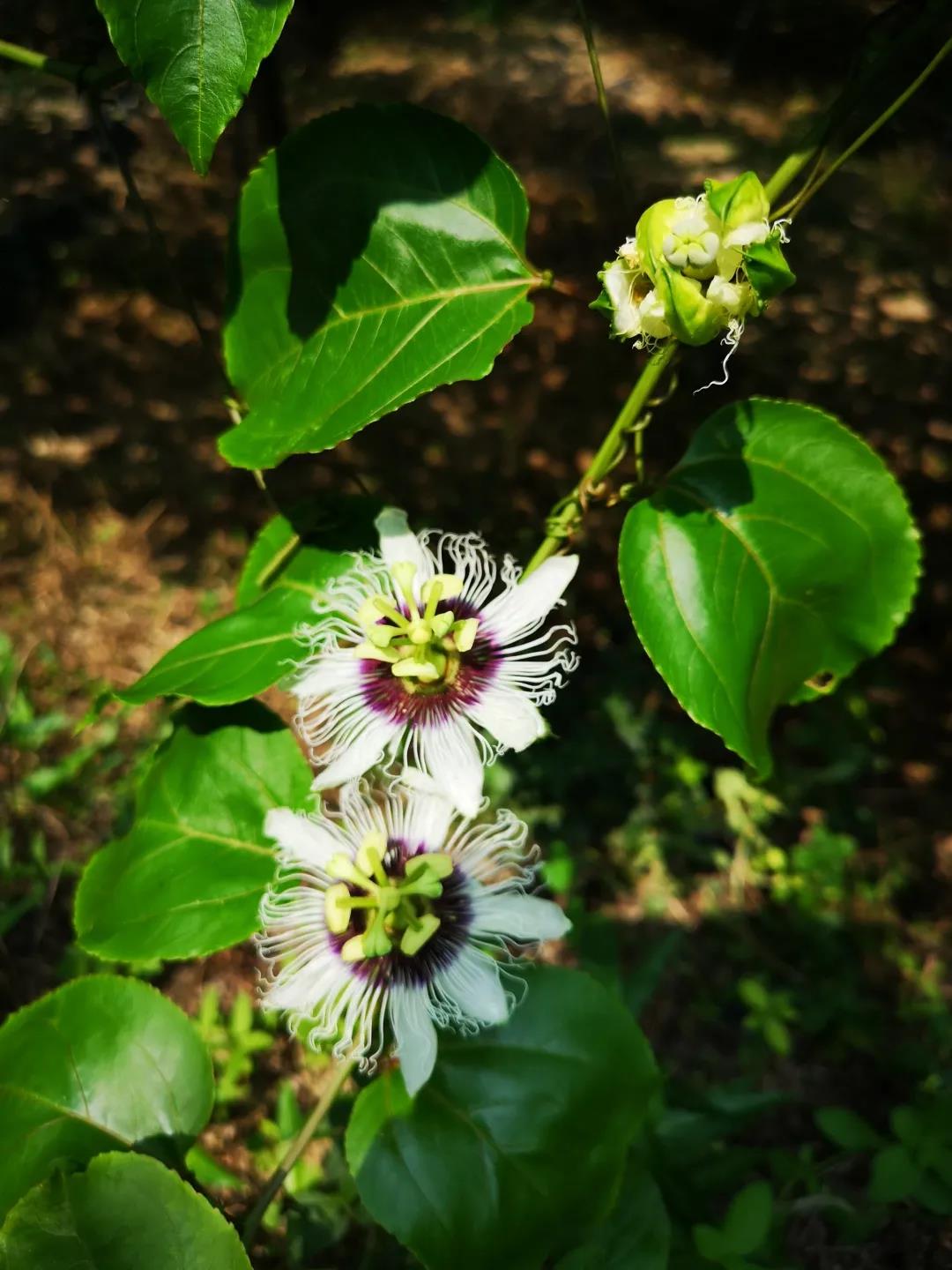 廣州寫字樓招商(shāng)花(huā)城創意産(chǎn)業園 廣州寫字樓招商(shāng)花(huā)城創意産(chǎn)業園